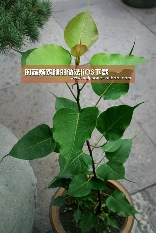 APP下载